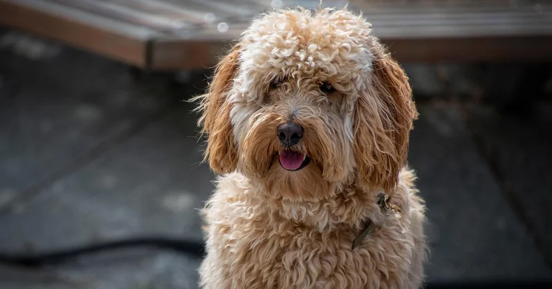 Was ist ein Labradoodle eigentlich?