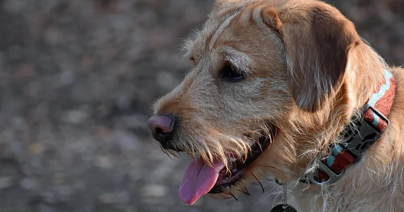 Labradoodle Größe: von handlich bis richtig groß