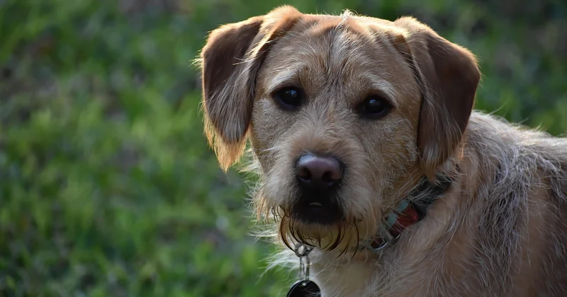 Labradoodle Charakter: freundlich, klug, und manchmal zu viel Hund